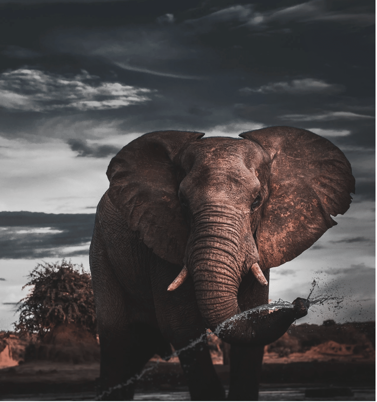 retraite-yoga-botswana-elephant