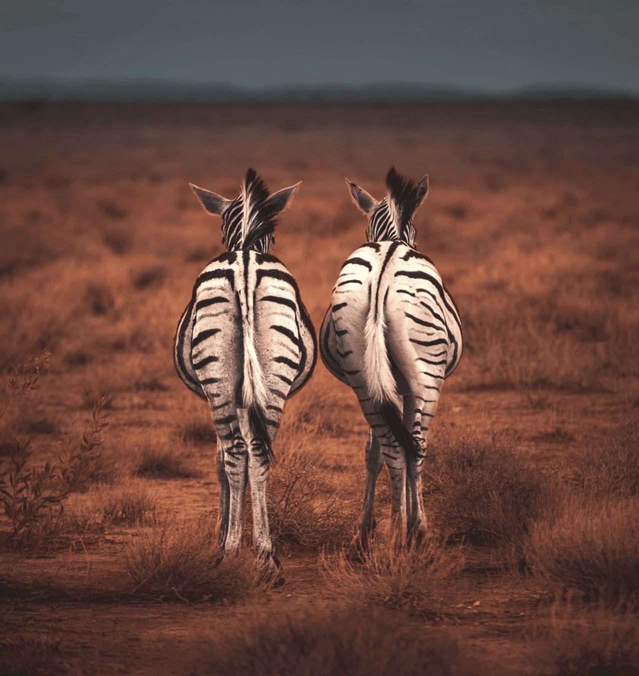 retraite-yoga-botswana-safari3