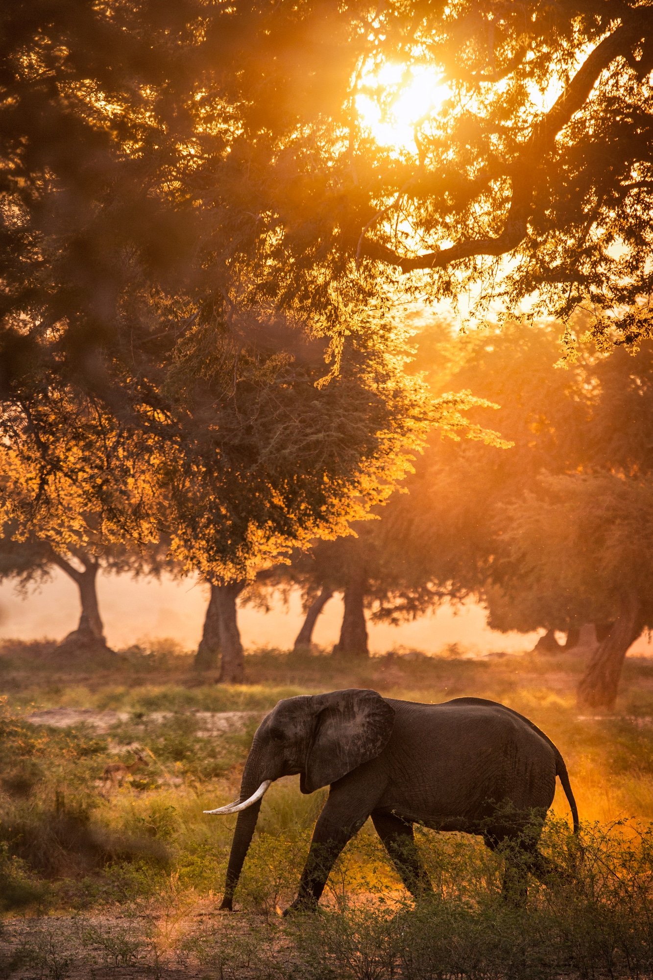 Botswana-Safari3